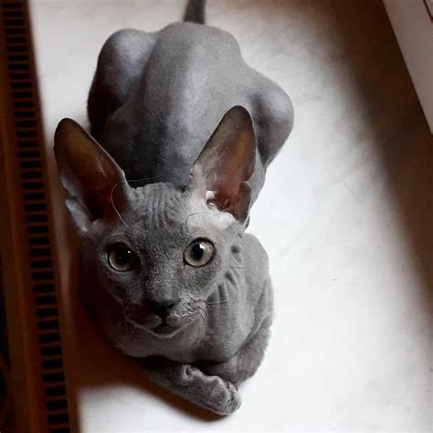 Bengal Sphynx Mix Allaboutcatteryus