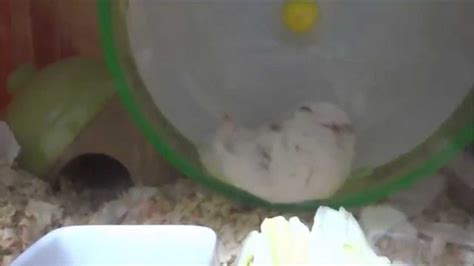 ゆっくり仰向けになるハムスター Hamster Falls On His Back Slowly Youtube