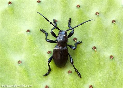 We shall first have a look at each method, followed by some precautions and tips for removing the plant with. Cactus longhorn beetle - Alchetron, The Free Social ...