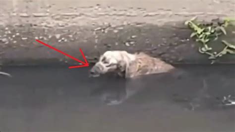 Check spelling or type a new query. Rescue the poor dog, tied with a rope, and thrown into the river - YouTube