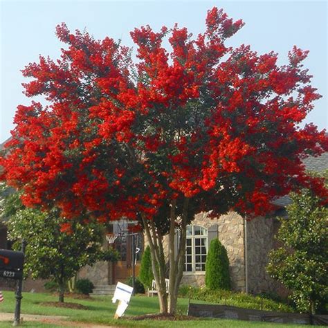 The Fastest Growing Crape Myrtle Long Lasting Red Blooms Highly
