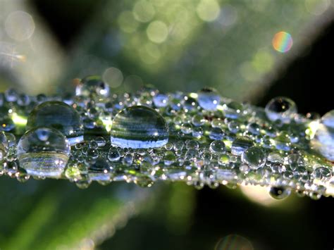 Wallpaper Leaf Many Water Droplets Dew 5120x2880 Uhd 5k Picture Image