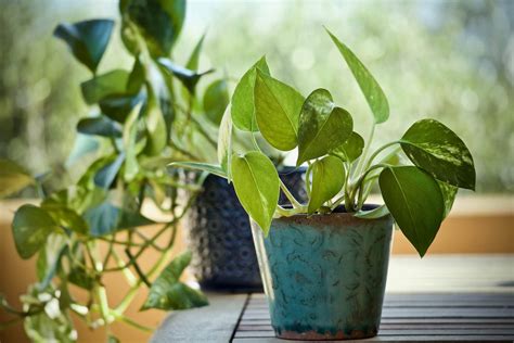 Les meilleures plantes antistress pour votre intérieur