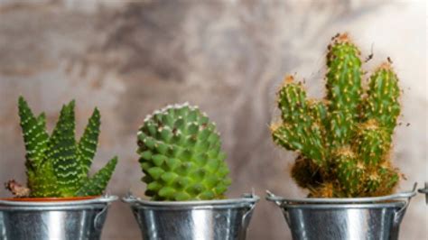 Ver más ideas sobre nombres de cactus, cactus, suculentas. Tipos de cactus
