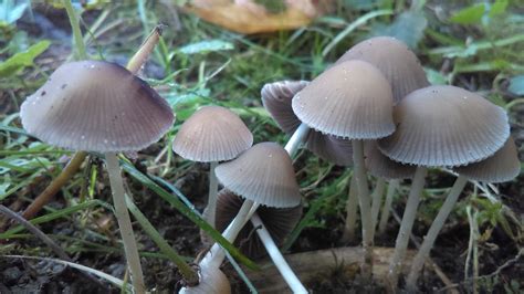 Psilocybin Mushrooms In Michigan All Mushroom Info