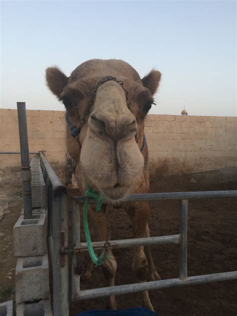 Camel milk is produced from the female camels and has a salty or sharp taste. Skeptic in Qatar: Camel Milk