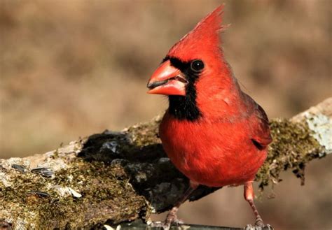 What Is The Best Type Of Bird Feeder For Cardinals Bird Feeder Hub