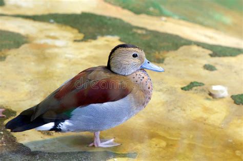 Duck Ringed Teal Stock Photo Image Of Neck Teal Specks 62287036