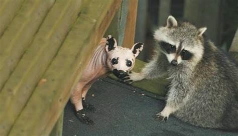 25+ Animals that you won’t recognize without their hair