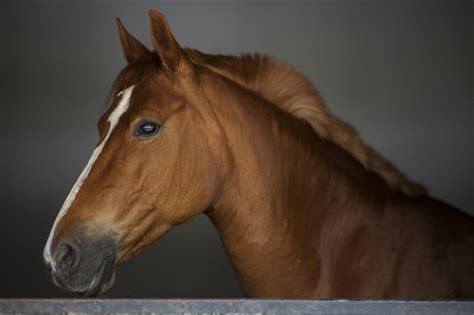10000 Best Horse Photos · 100 Free Download · Pexels Stock Photos