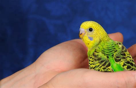 Iso 20day Old Budgie Flickr Photo Sharing