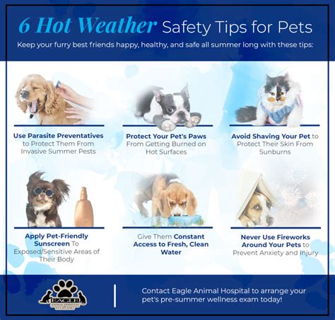 Summer Safety Tips For Pets Learn More From Kc Veterinarians