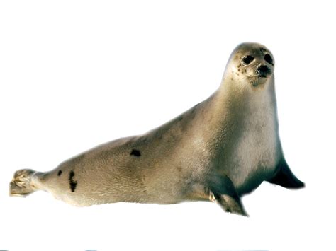 Harbor Seal Png Transparent Image Download Size 1024x768px