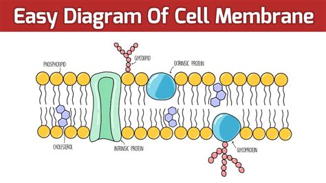 Cell Membrane Diagram Easy To Draw Cell Membrane Youtube