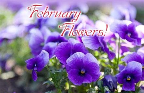 Beautiful Flowers Of February Free February Flowers Ecards 123 Greetings