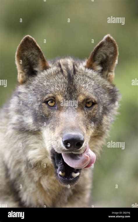 Iberian Wolf Canis Lupus Signatus Stock Photo Alamy