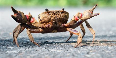 Cool Crab Steals A Lit Cigar Refuses To Give It Back The Daily Dot