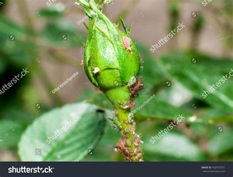 Aphids Damage Roses Stock Photo 432937531 Shutterstock