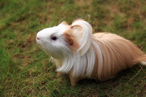 What do rapunzel, ariana grande, and a guinea pig have in common? Guinea Pig Silkie | Setiaji Pamungkas