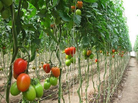 When the heat is on, tomato plants take a break: When To Plant Tomatoes In Cold Greenhouse | Cromalinsupport