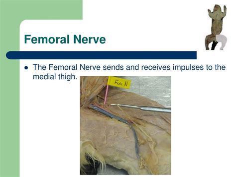 Cat Dissection Femoral Nerve