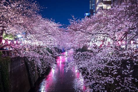 Meguro River Cherry Blossoms 2019 Japan Travel Guide Jw Web Magazine