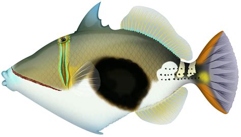 Blackpatch Triggerfish Rhinecanthus Verrucosus Marinewise