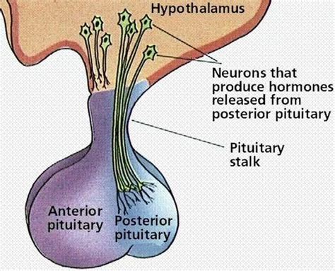 Pictures Of Anterior Lobe Of The Pituitary Gland