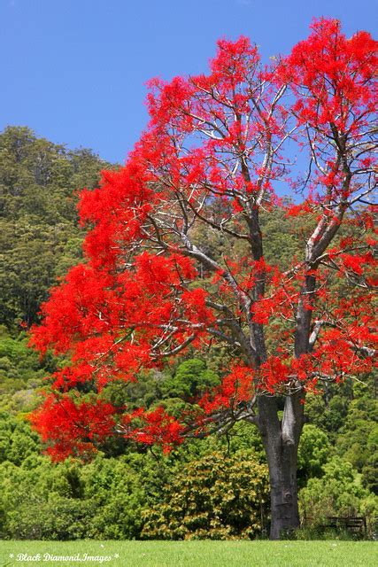 Brachychiton Acerifolius Illawarra Flame Tree A Photo On Flickriver