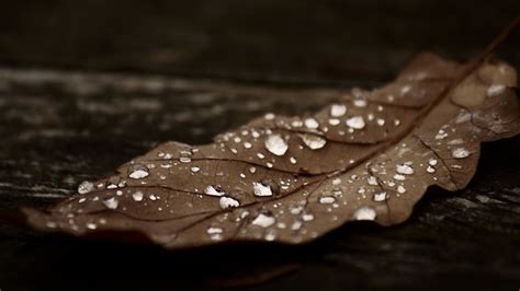 Autumn Brown Wallpapers Wallpaper Cave