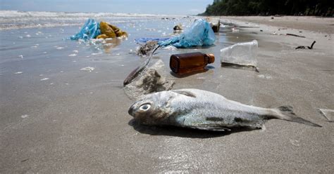 Shocking Footage Shows Plastic In Fish Mercy For Animals
