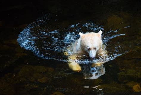 Ghost In The Water Another Shot Of The Spirit Bear Taken Near Klemtu