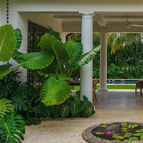 Tropical Courtyard In Florida Garden Landscape Humidity