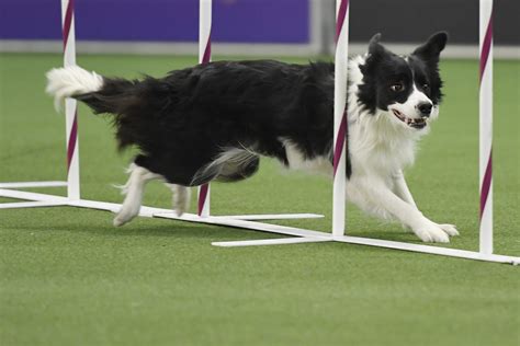 Westminster Agility 2019 Talk About An Action ‘verb Border Collie