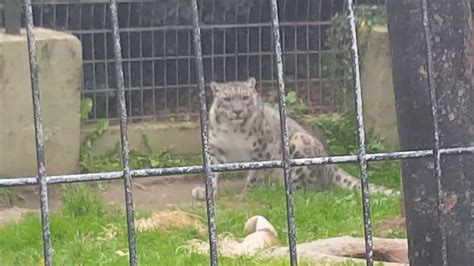 Welsh Mountain Zoo Snow Leopard Youtube