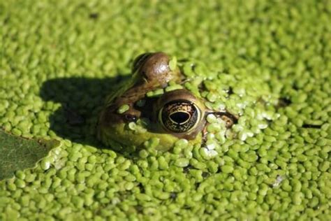 What Does Frog Poop Look Like Amphipedia