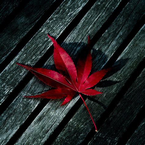 Red Maple Leaves Wallpapers Wallpaper Cave