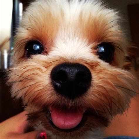 19 Smiling Dogs That Will Put A Big Smile On Your Face