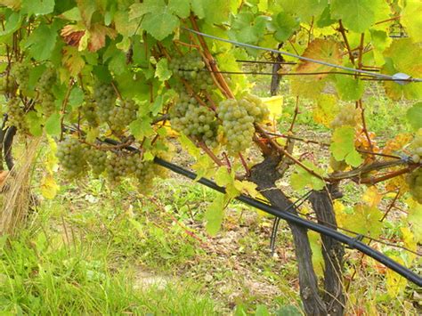 Dscn7236 Grapes On The Vine At Featherstone Estate Winery Flickr