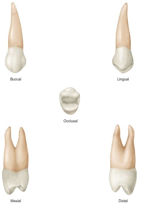 The Permanent Maxillary Premolars Dental Anatomy Physiology And