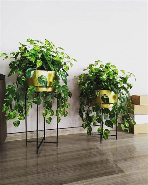 Clientdiaries Money Plant Creeper Designed With Pu Fabric Coat