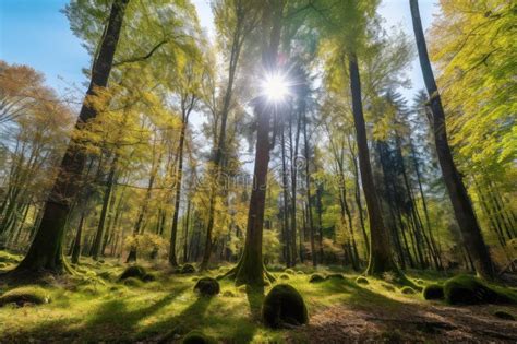 Sunny Forest With Mossy Trees And Clear Blue Sky Stock Photo Image Of
