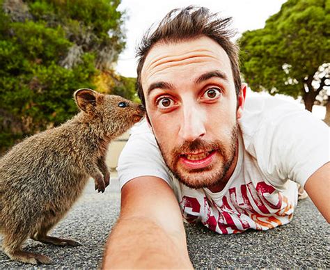 Though interest in these friendly nocturnal animals can also be a big challenge—touching and feeding in this great big story, cassyanna gray explains a few key quokka selfie rules that can keep these safe and healthy. Quokka Are Australian Animals Who Love To Take Selfies