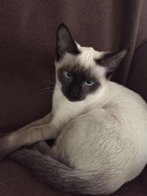 Handsome 4 Month Old Blue Eyed Seal Point Siamese His Name Is Rocket Seal Point Siamese