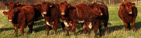 Luing Cattle Alchetron The Free Social Encyclopedia