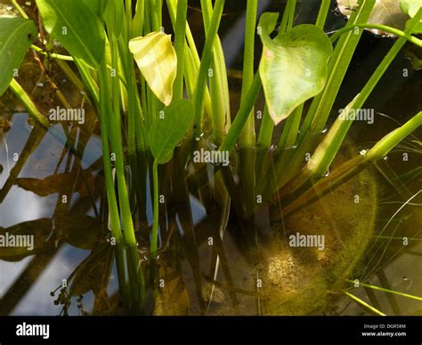 Hydrophytes Hi Res Stock Photography And Images Alamy