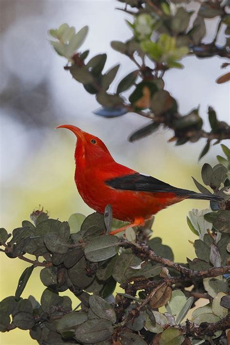 New Birding Route Planned For Big Island Of Hawaii Travel Weekly