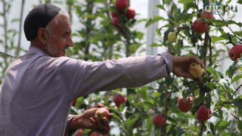 Kashmir Farmers Regain Grins With High Density Apple Cultivation