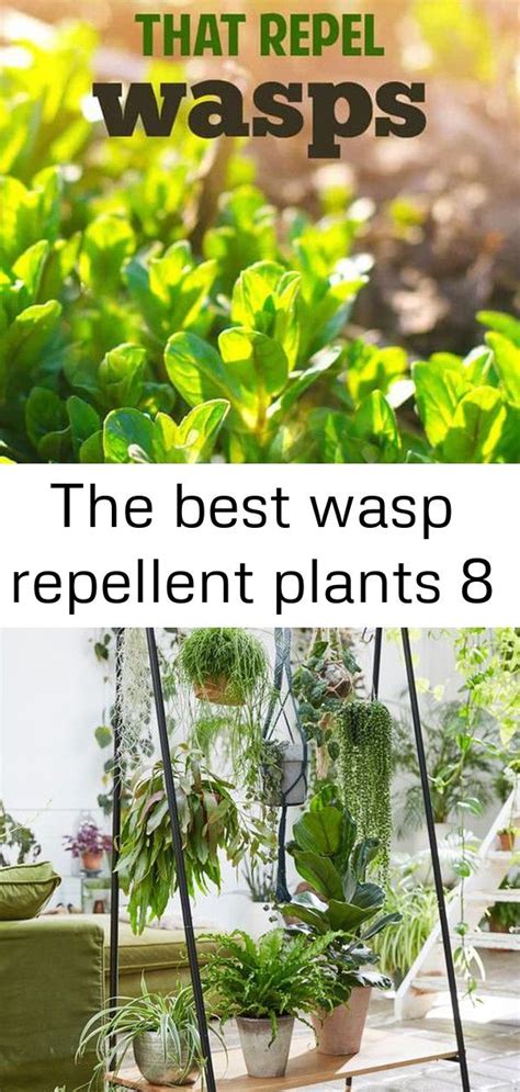 The Best Wasp Repellent Plants 8 Wasp Repellent Plants Repellent