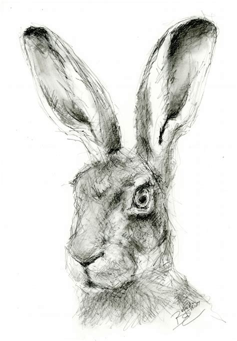 A4 Original Charcoal Drawing Of A Hare Folksy